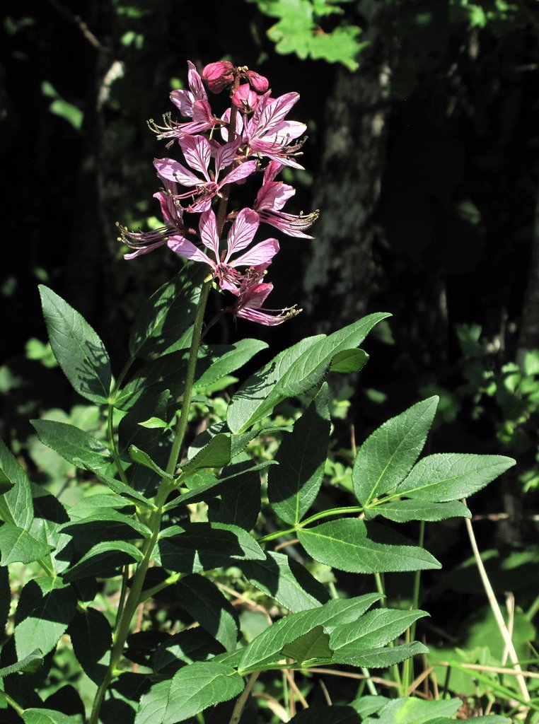 Dictamnus albus